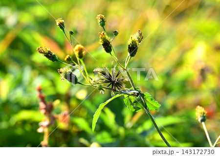 コセンダングサ／ひっつき虫(genus Bidens)　荒地　売地 143172730