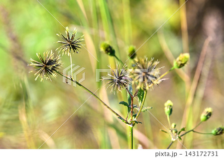 コセンダングサ/ひっつき虫(genus Bidens) 荒地 売地 コセンダングサ/ひっつき虫(genus Bidens) 荒地 売地 143172731