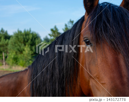 Close up chestnut horse head with detailed eye and dark flowing mane, standing outdoors beside soft green trees under clear blue sky with calm natural light, with horse, chestnut, equine, mane detail 143172778