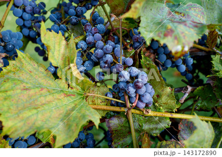 Blue grape clusters on green vine leaves in vineyard sunlight during harvest season, close up texture of ripening berries on vine for winemaking and fresh juice concepts Blue grape clusters on green vine leaves in vineyard sunlight during harvest season, close up texture of ripening berries on vine for winemaking and fresh juice concepts 143172890