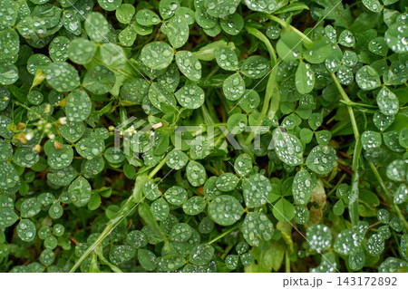 Fresh clover leaves with water droplets after rain in vibrant green close up 143172892