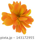Vibrant orange abstract 3D flower with smooth curved petals isolated on white. 143172955