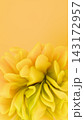 Elegant yellow 3D floral background with lush organic petal layers and soft lighting. 143172957
