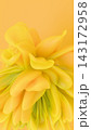 Dynamic bright yellow 3D abstract flower wallpaper with detailed curved petal textures. 143172958