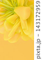 Modern 3D abstract yellow botanical blossom background with fluid organic petal shapes. 143172959