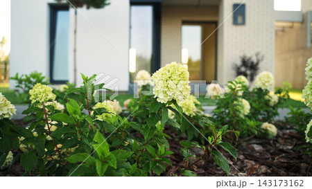 Hydrangea flowers blooming in a cultivated garden bed of a modern private house backyard, landscaping design 143173162