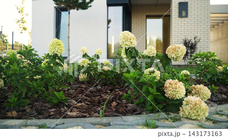 Hydrangea flowers blooming in a modern garden with landscaped yard, creating a beautiful and vibrant home exterior design 143173163