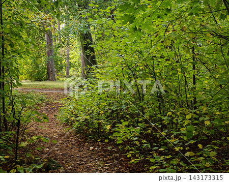 Quiet Walking Path Beneath Lush Green Forest Canopy Quiet Walking Path Beneath Lush Green Forest Canopy 143173315