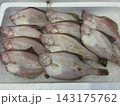 カレイ 143175762