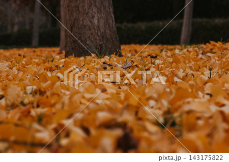Autumn leaves covering the ground near a ginkgo tree trunk. A close-up shot captures a carpet of vibrant yellow autumn leaves surrounding a tree trunk, creating a warm, inviting scene. Autumn leaves covering the ground near a ginkgo tree trunk. A close-up shot captures a carpet of vibrant yellow autumn leaves surrounding a tree trunk, creating a warm, inviting scene. 143175822