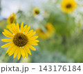 夏の緑を背景に咲く一輪の黄色いヒマワリ 143176184