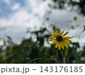 夏の緑を背景に咲く一輪の黄色いヒマワリ 143176185
