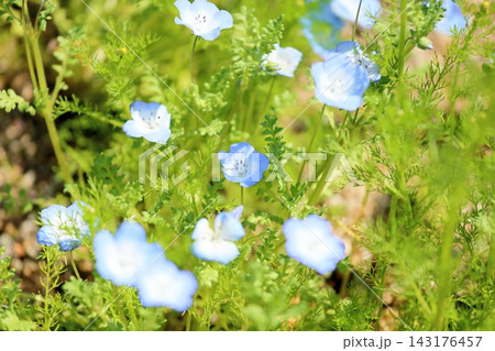 爽やか ネモフィラの花 爽やか ネモフィラの花 143176457