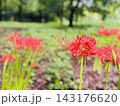 秋の緑の中に鮮やかに咲く赤い彼岸花 143176620