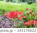 秋の緑の中に鮮やかに咲く赤い彼岸花 143176622