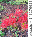 秋の緑の中に鮮やかに咲く赤い彼岸花 143176623