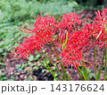秋の緑の中に鮮やかに咲く赤い彼岸花 143176624