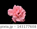 バラ 143177608