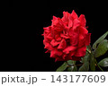 バラ 143177609