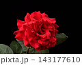 バラ 143177610