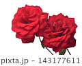 バラ 143177611