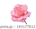 バラ 143177612