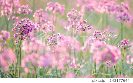 ラッキョウの花　（鳥取県北栄町産） 143177644