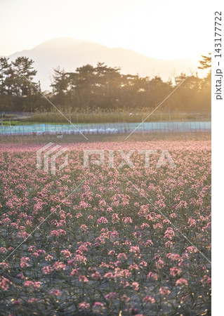 夕陽で輝くラッキョウの花と大山 (鳥取県北栄町産) 夕陽で輝くラッキョウの花と大山 (鳥取県北栄町産) 143177722