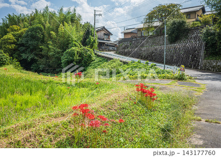 道端に咲くヒガンバナ　滋賀県大津市伊香立 143177760