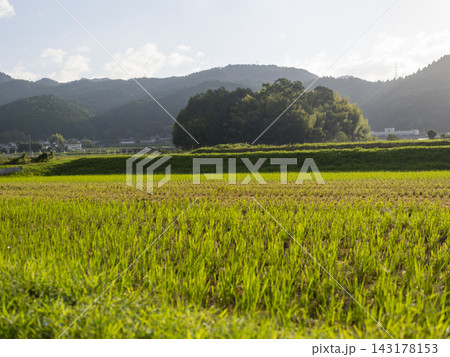 稲刈りが終わった田んぼの風景 稲刈りが終わった田んぼの風景 143178153