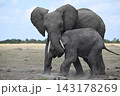 マサイマラサファリ 143178269