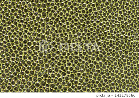 Green shagreen leather texture background Green shagreen leather texture background 143179566