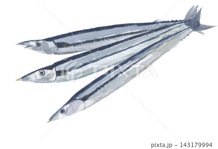 水彩で描いた秋刀魚　サンマ 143179994