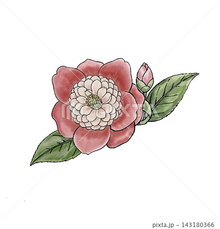赤い椿の花 赤い椿の花 143180366