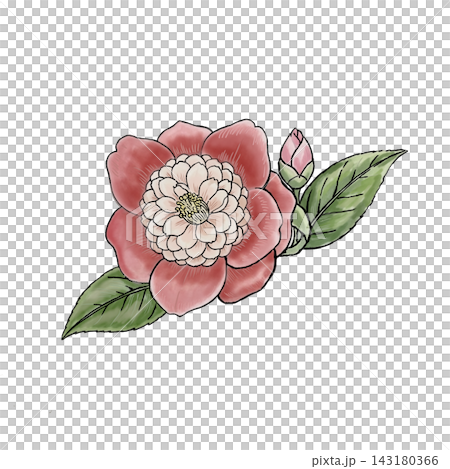 赤い椿の花 赤い椿の花 143180366
