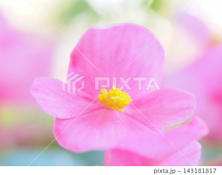 ベゴニアの花のアップ ベゴニアの花のアップ 143181817