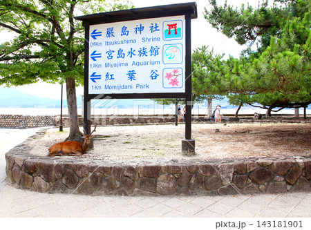 宮島 厳島神社 安芸 広島 JR西日本宮島フェリー 宮島の町並 厳島神社大鳥居 広島湾 瀬戸内 宮島 厳島神社 安芸 広島 JR西日本宮島フェリー 宮島の町並 厳島神社大鳥居 広島湾 瀬戸内 143181901