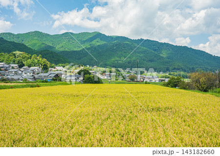 収穫前の棚田　滋賀県大津市伊香立 143182660