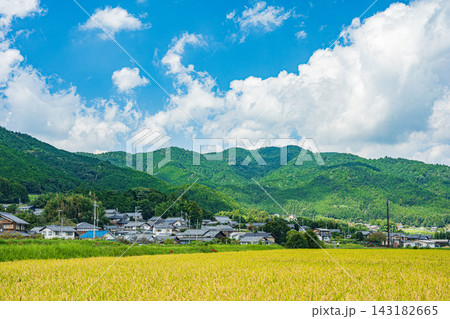収穫前の棚田 滋賀県大津市伊香立 収穫前の棚田 滋賀県大津市伊香立 143182665