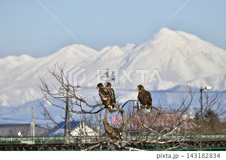 知床連山を背景に木の枝で休むオジロワシ幼鳥 知床連山を背景に木の枝で休むオジロワシ幼鳥 143182834