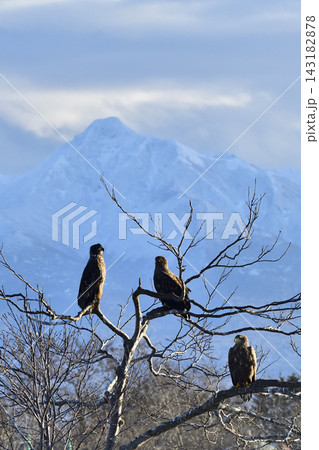 斜里岳を背景に木の枝で休むオジロワシ幼鳥 斜里岳を背景に木の枝で休むオジロワシ幼鳥 143182878