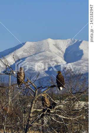 海別岳を背景に木の枝で休むオジロワシ幼鳥 海別岳を背景に木の枝で休むオジロワシ幼鳥 143182947