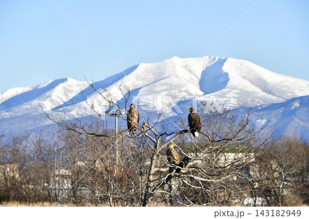 海別岳を背景に木の枝で休むオジロワシ幼鳥 海別岳を背景に木の枝で休むオジロワシ幼鳥 143182949