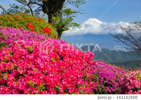 静岡県伊豆の国市の葛城山から眺める春の富士山 143182980