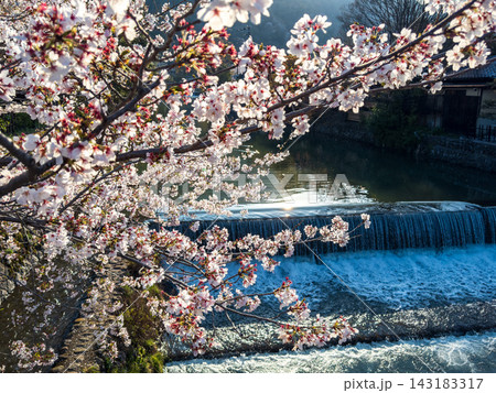 京都　嵐山　桜 143183317