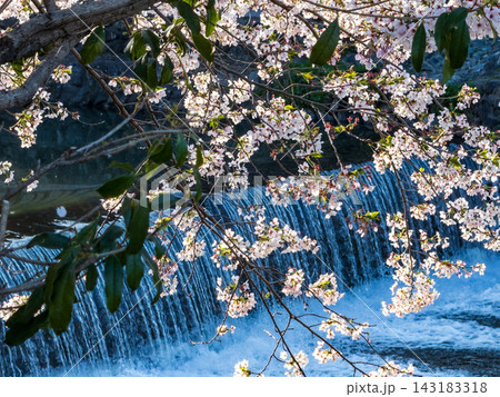 京都 嵐山 桜 京都 嵐山 桜 143183318