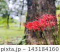 大木のそばに咲く赤い彼岸花と秋の公園 143184160