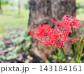 大木のそばに咲く赤い彼岸花と秋の公園 143184161