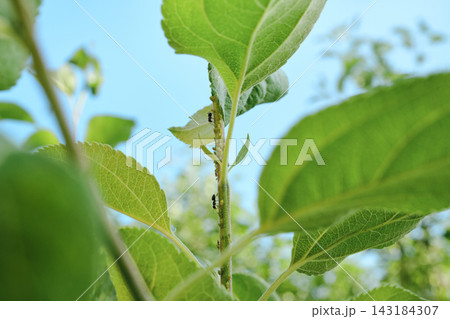 Ants farming aphids on green plant stem, symbolizing complex symbiotic relationship in nature 143184307