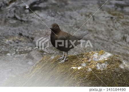 斜里川のカワガラス 143184490